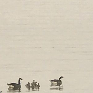 Meet your Posher, Santos